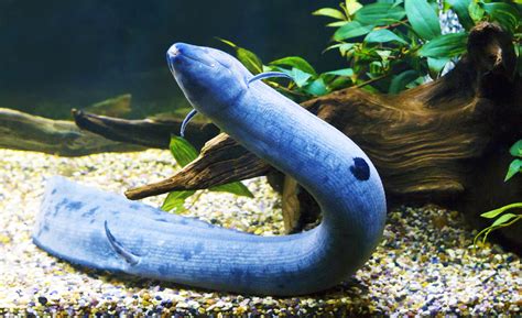 Lungfish .